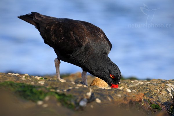 Ústřičník tmavý (Haematopus ater), Ústřičník tmavý (Haematopus ater), Blakish Oystercatcher, Autor: Ondřej Prosický | NaturePhoto.cz, Model: Canon EOS-1D Mark III, Objektiv: Canon EF 500mm f/4 L IS USM, Ohnisková vzdálenost (EQ35mm): 650 mm, stativ Gitzo, Clona: 7.1, Doba expozice: 1/500 s, ISO: 250, Kompenzace expozice: -1/3, Blesk: Ne, Vytvořeno: 25. ledna 2009 17:33:05, Carcass Island (Falklandské ostrovy) 