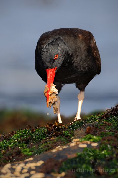 Ústřičník tmavý (Haematopus ater), Ústřičník tmavý (Haematopus ater), Blakish Oystercatcher, Autor: Ondřej Prosický | NaturePhoto.cz, Model: Canon EOS-1D Mark III, Objektiv: Canon EF 500mm f/4 L IS USM, Ohnisková vzdálenost (EQ35mm): 650 mm, stativ Gitzo, Clona: 7.1, Doba expozice: 1/640 s, ISO: 200, Kompenzace expozice: 0, Blesk: Ano, Vytvořeno: 25. ledna 2009 15:26:46, Carcass Island (Falklandské ostrovy) 