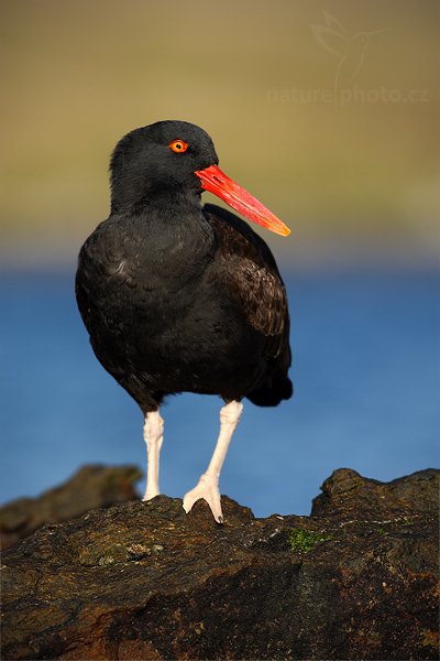 Ústřičník tmavý (Haematopus ater), Ústřičník tmavý (Haematopus ater), Blakish Oystercatcher, Autor: Ondřej Prosický | NaturePhoto.cz, Model: Canon EOS-1D Mark III, Objektiv: Canon EF 500mm f/4 L IS USM, Ohnisková vzdálenost (EQ35mm): 650 mm, stativ Gitzo, Clona: 8.0, Doba expozice: 1/320 s, ISO: 100, Kompenzace expozice: -1, Blesk: Ne, Vytvořeno: 25. ledna 2009 18:53:06, Carcass Island (Falklandské ostrovy) 