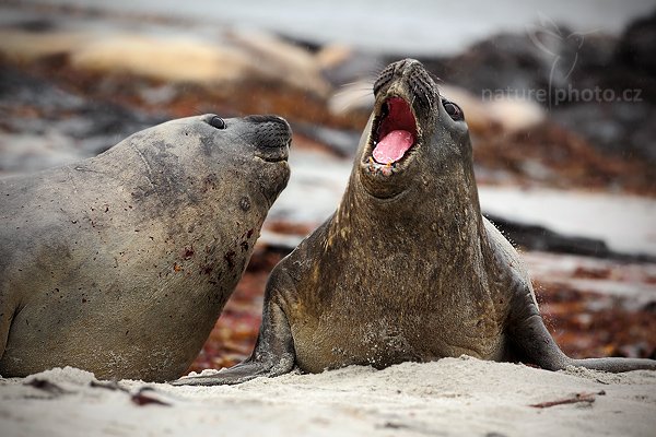 Rypouš sloní (Mirounga leonina), Rypouš sloní (Mirounga leonina), Elephant seal, Autor: Ondřej Prosický | NaturePhoto.cz, Model: Canon EOS 5D Mark II, Objektiv: Canon EF 500mm f/4 L IS USM, stativ Gitzo, Clona: 7.1, Doba expozice: 1/400 s, ISO: 250, Kompenzace expozice: -1/3, Blesk: Ne, Vytvořeno: 20. ledna 2009 11:58:40, Sea Lion Island (Falklandské ostrovy)