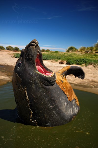 Rypouš sloní (Mirounga leonina), Rypouš sloní (Mirounga leonina), Elephant seal, Autor: Ondřej Prosický | NaturePhoto.cz, Model: Canon EOS-1D Mark III, Objektiv: Canon EF 17-40mm f/4 L USM, Ohnisková vzdálenost (EQ35mm): 43 mm, stativ Gitzo, Clona: 9.0, Doba expozice: 1/125 s, ISO: 200, Kompenzace expozice: -2/3, Blesk: Ne, Vytvořeno: 26. ledna 2009 12:04:22, Carcass Island (Falklandské ostrovy)