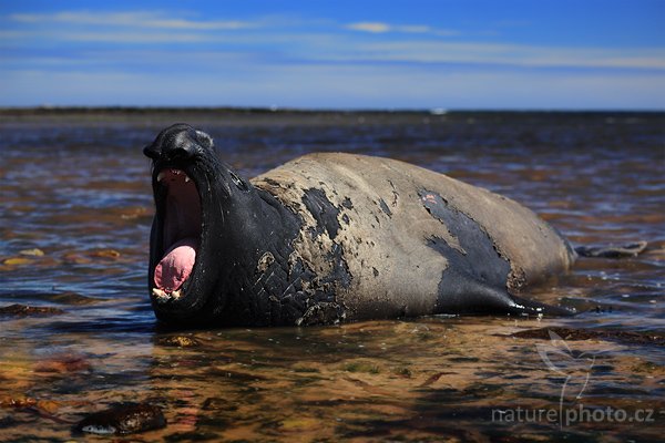 Rypouš sloní (Mirounga leonina), Rypouš sloní (Mirounga leonina), Elephant seal, Autor: Ondřej Prosický | NaturePhoto.cz, Model: Canon EOS 5D Mark II, Objektiv: Canon EF 500mm f/4 L IS USM, stativ Gitzo, Clona: 4.5, Doba expozice: 1/500 s, ISO: 100, Kompenzace expozice: -1 1/3, Blesk: Ne, Vytvořeno: 26. ledna 2009 12:57:45, Sea Lion Island (Falklandské ostrovy)