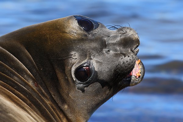 Rypouš sloní (Mirounga leonina), Rypouš sloní (Mirounga leonina), Elephant seal, Autor: Ondřej Prosický | NaturePhoto.cz, Model: Canon EOS-1D Mark III, Objektiv: Canon EF 500mm f/4 L IS USM, Ohnisková vzdálenost (EQ35mm): 650 mm, stativ Gitzo, Clona: 8.0, Doba expozice: 1/500 s, ISO: 200, Kompenzace expozice: -2/3, Blesk: Ne, Vytvořeno: 26. ledna 2009 9:51:58, Sea Lion Island (Falklandské ostrovy)