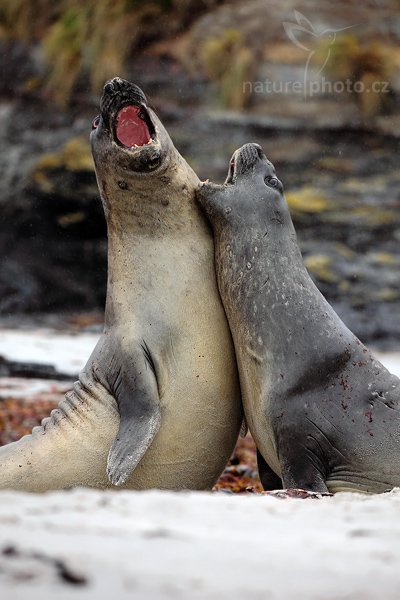 Rypouš sloní (Mirounga leonina), Rypouš sloní (Mirounga leonina), Elephant seal, Autor: Ondřej Prosický | NaturePhoto.cz, Model: Canon EOS 5D Mark II, Objektiv: Canon EF 500mm f/4 L IS USM, stativ Gitzo, Clona: 6.3, Doba expozice: 1/640 s, ISO: 250, Kompenzace expozice: -2/3, Blesk: Ne, Vytvořeno: 20. ledna 2009 12:00:18, Sea Lion Island (Falklandské ostrovy)