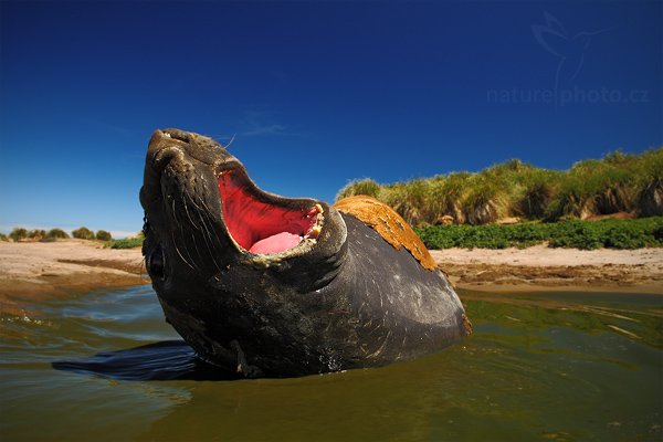 Rypouš sloní (Mirounga leonina), Rypouš sloní (Mirounga leonina), Elephant seal, Autor: Ondřej Prosický | NaturePhoto.cz, Model: Canon EOS-1D Mark III, Objektiv: Canon EF17-40mm f/4 L USM, Ohnisková vzdálenost (EQ35mm): 22 mm, fotografováno z ruky, Clona: 9.0, Doba expozice: 1/125 s, ISO: 200, Kompenzace expozice: -2/3, Blesk: Ne, Vytvořeno: 26. ledna 2009 12:06:07, Carcass Island (Falklandské ostrovy)