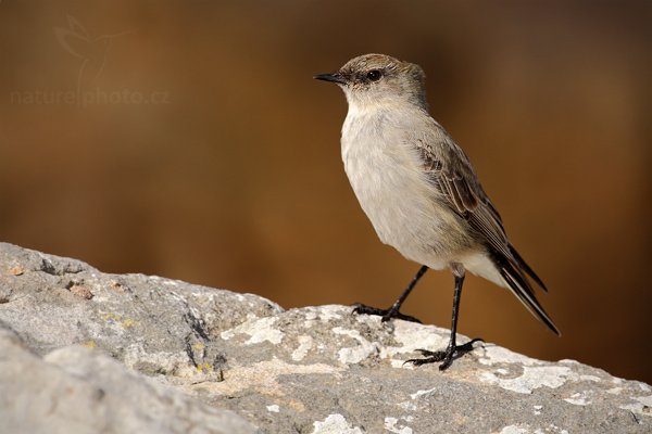 Tyranovec tenkozobý (Muscisaxicola maculirostris), Tyranovec tenkozobý (Muscisaxicola maculirostris), Dark-faced Ground-tyrant, Autor: Ondřej Prosický | NaturePhoto.cz, Model: Canon EOS-1D Mark III, Objektiv: Canon EF 500mm f/4 L IS USM, Ohnisková vzdálenost (EQ35mm): 650 mm, stativ Gitzo, Clona: 7.1, Doba expozice: 1/800 s, ISO: 200, Kompenzace expozice: -2/3, Blesk: Ano, Vytvořeno: 25. ledna 2009 15:42:37, Carcass Island (Falklandské ostrovy) 