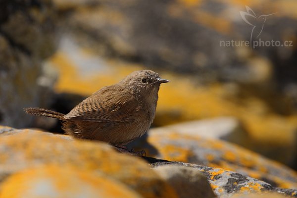 Střízlík ostřicový (Troglodytes cobbi), Střízlík ostřicový (Troglodytes cobbi), Cobb´s Wren, Autor: Ondřej Prosický | NaturePhoto.cz, Model: Canon EOS-1D Mark III, Objektiv: Canon EF 500mm f/4 L IS USM, Ohnisková vzdálenost (EQ35mm): 650 mm, stativ Gitzo, Clona: 7.1, Doba expozice: 1/1000 s, ISO: 200, Kompenzace expozice: -2/3, Blesk: Ano, Vytvořeno: 25. ledna 2009 15:34:38, Carcass Island (Falklandské ostrovy)