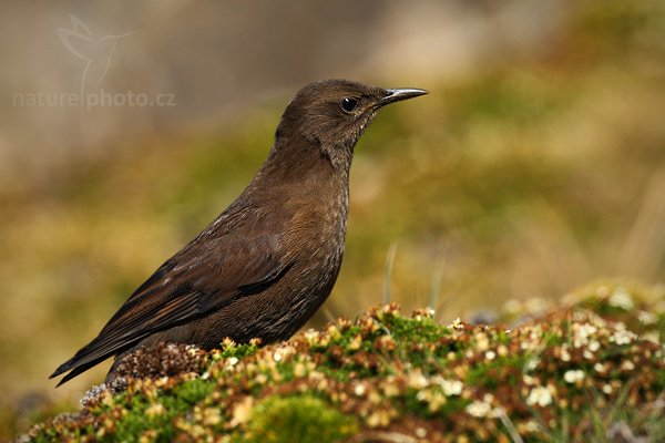 Hrnčířík hnědý (Phacellodomus rufifrons), Hrnčířík hnědý (Phacellodomus rufifrons), Rufous-fronted Thornbird, Autor: Ondřej Prosický | NaturePhoto.cz, Model: Canon EOS-1D Mark III, Objektiv: Canon EF 500mm f/4 L IS USM, Ohnisková vzdálenost (EQ35mm): 650 mm, stativ Gitzo, Clona: 8.0, Doba expozice: 1/1000 s, ISO: 250, Kompenzace expozice: -2/3, Blesk: Ne, Vytvořeno: 27. ledna 2009 11:42:24, Carcass Island (Falklandské ostrovy) 