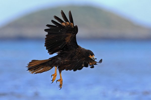 Čimango falklandský (Phalcoboenus australis), Čimango falklandský (Phalcoboenus australis), Strieted caracara, Autor: Ondřej Prosický | NaturePhoto.cz, Model: Canon EOS-1D Mark III, Objektiv: Canon EF 500mm f/4 L IS USM, Ohnisková vzdálenost (EQ35mm): 650 mm, stativ Gitzo, Clona: 7.1, Doba expozice: 1/800 s, ISO: 400, Kompenzace expozice: +2/3, Blesk: Ano, Vytvořeno: 25. ledna 2009 14:11:22, Carcass Island (Falklandské ostrovy) 