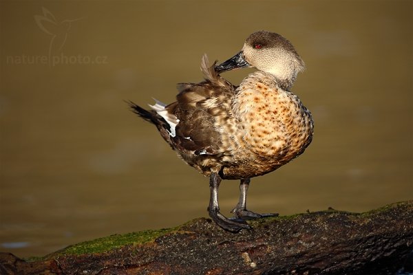 Kachna patagonská (Lophonetta specularioides specularioides), Kachna patagonská (Lophonetta specularioides specularioides), Crested Duck, Autor: Ondřej Prosický | NaturePhoto.cz, Model: Canon EOS 5D Mark II, Objektiv: Canon EF 500mm f/4 L IS USM, stativ Gitzo, Clona: 4.5, Doba expozice: 1/800 s, ISO: 100, Kompenzace expozice: -1/3, Blesk: Ne, Vytvořeno: 26. ledna 2009 19:01:43, Carcass Island (Falklandské ostrovy) 