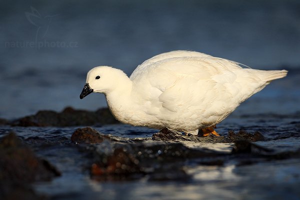 Husice pobřežní (Chloephaga hybrida), Husice pobřežní (Chloephaga hybrida), Kelp goose, Autor: Ondřej Prosický | NaturePhoto.cz, Model: Canon EOS-1D Mark III, Objektiv: Canon EF 500mm f/4 L IS USM, Ohnisková vzdálenost (EQ35mm): 650 mm, stativ Gitzo, Clona: 5.6, Doba expozice: 1/6400 s, ISO: 200, Kompenzace expozice: -1/3, Blesk: Ne, Vytvořeno: 25. ledna 2009 18:34:18, Carcass Island (Falklandské ostrovy) 