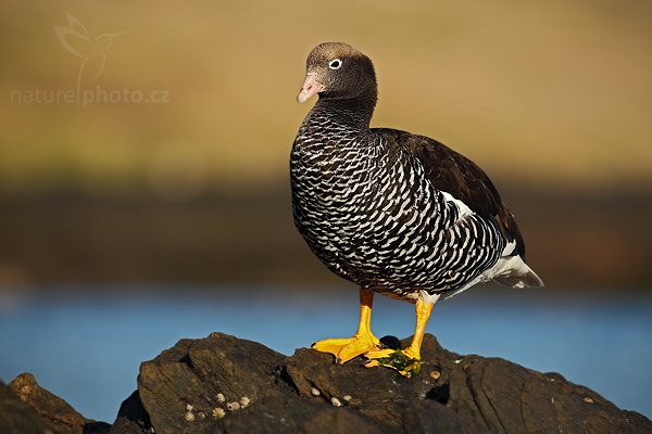 Husice pobřežní (Chloephaga hybrida), Husice pobřežní (Chloephaga hybrida), Kelp goose, Autor: Ondřej Prosický | NaturePhoto.cz, Model: Canon EOS 5D Mark II, Objektiv: Canon EF 500mm f/4 L IS USM, stativ Gitzo, Clona: 7.1, Doba expozice: 1/640 s, ISO: 160, Kompenzace expozice: -2/3, Blesk: Ne, Vytvořeno: 26. ledna 2009 19:08:10, Carcass Island (Falklandské ostrovy) 