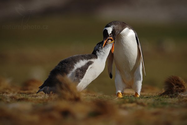 Tučňák oslí (Pygoscelis papua), Tučňák oslí (Pygoscelis papua), Gentoo penguin, Autor: Ondřej Prosický | NaturePhoto.cz, Model: Canon EOS-1D Mark III, Objektiv: Canon EF 500mm f/4 L IS USM, Ohnisková vzdálenost (EQ35mm): 650 mm, stativ Gitzo, Clona: 5.6, Doba expozice: 1/3200 s, ISO: 200, Kompenzace expozice: -1, Blesk: Ne, Vytvořeno: 12. ledna 2009 21:50:09, Volunteer Point (Falklandské ostrovy) 