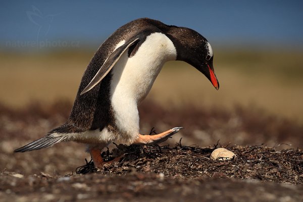 Tučňák oslí (Pygoscelis papua), Tučňák oslí (Pygoscelis papua), Gentoo penguin, Autor: Ondřej Prosický | NaturePhoto.cz, Model: Canon EOS-1D Mark III, Objektiv: Canon EF 500mm f/4 L IS USM, Ohnisková vzdálenost (EQ35mm): 650 mm, stativ Gitzo, Clona: 6.3, Doba expozice: 1/1250 s, ISO: 100, Kompenzace expozice: -2/3, Blesk: Ne, Vytvořeno: 27. ledna 2009 15:36:06, Carcass Island (Falklandské ostrovy) 