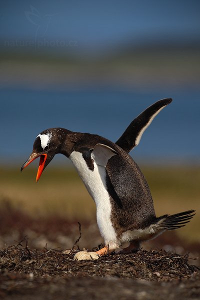 Tučňák oslí (Pygoscelis papua), Tučňák oslí (Pygoscelis papua), Gentoo penguin, Autor: Ondřej Prosický | NaturePhoto.cz, Model: Canon EOS-1D Mark III, Objektiv: Canon EF 500mm f/4 L IS USM, Ohnisková vzdálenost (EQ35mm): 650 mm, stativ Gitzo, Clona: 6.3, Doba expozice: 1/1250 s, ISO: 100, Kompenzace expozice: -2/3, Blesk: Ne, Vytvořeno: 27. ledna 2009 15:37:00, Carcass Island (Falklandské ostrovy) 