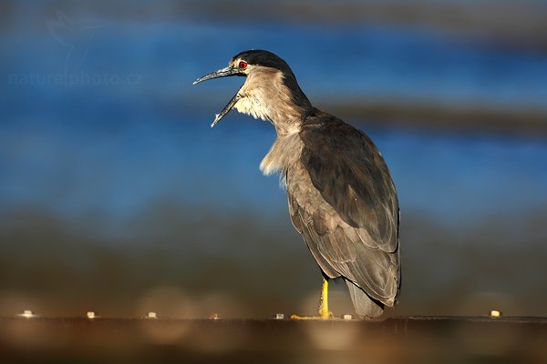 Kvakoš noční (Nycticorax nycticorax), Kvakoš noční (Nycticorax nycticorax), Night heron, Autor: Ondřej Prosický | NaturePhoto.cz, Model: Canon EOS 5D Mark II, Objektiv: Canon EF 500mm f/4 L IS USM, stativ Gitzo, Clona: 8.0, Doba expozice: 1/640 s, ISO: 100, Kompenzace expozice: -2/3, Blesk: Ne, Vytvořeno: 26. ledna 2009 18:30:52, Carcass Island (Falklandské ostrovy) 