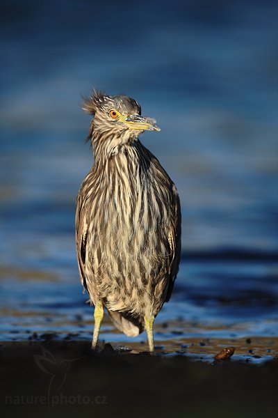 Kvakoš noční (Nycticorax nycticorax), Kvakoš noční (Nycticorax nycticorax), Night heron, Autor: Ondřej Prosický | NaturePhoto.cz, Model: Canon EOS 5D Mark II, Objektiv: Canon EF 500mm f/4 L IS USM, stativ Gitzo, Clona: 5.6, Doba expozice: 1/1000 s, ISO: 100, Kompenzace expozice: -2/3, Blesk: Ne, Vytvořeno: 27. ledna 2009 18:48:46, Carcass Island (Falklandské ostrovy) 