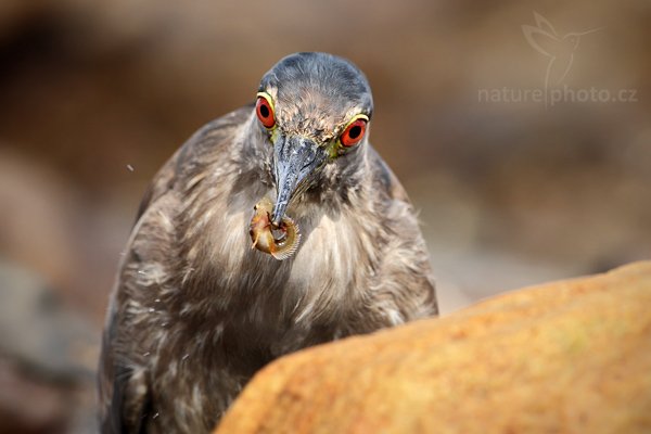 Kvakoš noční (Nycticorax nycticorax), Kvakoš noční (Nycticorax nycticorax), Night heron, Autor: Ondřej Prosický | NaturePhoto.cz, Model: Canon EOS-1D Mark III, Objektiv: Canon EF 500mm f/4 L IS USM, Ohnisková vzdálenost (EQ35mm): 650 mm, stativ Gitzo, Clona: 6.3, Doba expozice: 1/800 s, ISO: 400, Kompenzace expozice: +1/3, Blesk: Ne, Vytvořeno: 25. ledna 2009 14:56:51, Carcass Island (Falklandské ostrovy) 