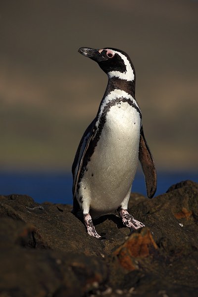 Tučňák magellanský (Spheniscus magellanicus), Tučňák magellanský (Spheniscus magellanicus), Magellanic penguin, Autor: Ondřej Prosický | NaturePhoto.cz, Model: Canon EOS 5D Mark II, Objektiv: Canon EF 500mm f/4 L IS USM, stativ Gitzo, Clona: 9.0, Doba expozice: 1/640 s, ISO: 100, Kompenzace expozice: -2/3, Blesk: Ne, Vytvořeno: 26. ledna 2009 18:12:28, Carcass Island (Falklandské ostrovy) 