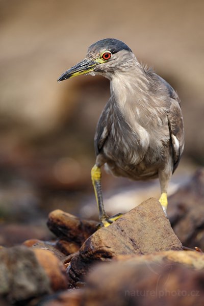 Kvakoš noční (Nycticorax nycticorax), Kvakoš noční (Nycticorax nycticorax), Night heron, Autor: Ondřej Prosický | NaturePhoto.cz, Model: Canon EOS-1D Mark III, Objektiv: Canon EF 500mm f/4 L IS USM, Ohnisková vzdálenost (EQ35mm): 650 mm, stativ Gitzo, Clona: 5.0, Doba expozice: 1/400 s, ISO: 200, Kompenzace expozice: -1/3, Blesk: Ne, Vytvořeno: 25. ledna 2009 15:11:38, Carcass Island (Falklandské ostrovy) 