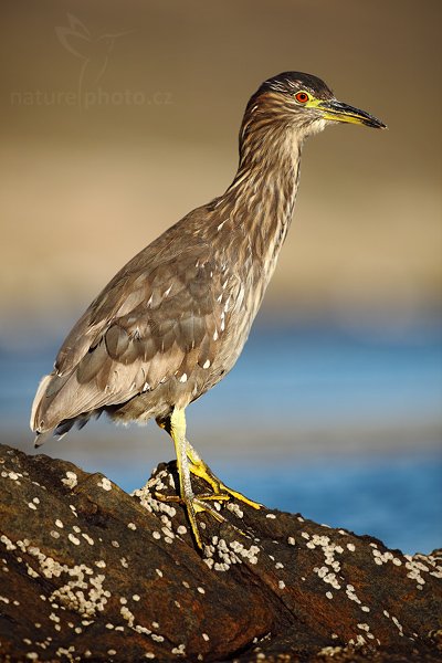 Kvakoš noční (Nycticorax nycticorax), Kvakoš noční (Nycticorax nycticorax), Night heron, Autor: Ondřej Prosický | NaturePhoto.cz, Model: Canon EOS 5D Mark II, Objektiv: Canon EF 500mm f/4 L IS USM, stativ Gitzo, Clona: 5.6, Doba expozice: 1/1000 s, ISO: 100, Kompenzace expozice: -1/3, Blesk: Ne, Vytvořeno: 26. ledna 2009 18:49:19, Carcass Island (Falklandské ostrovy)