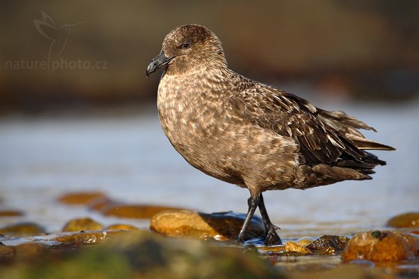 Chaluha jižní (Stercorarius antarcticus), Chaluha jižní (Stercorarius antarcticus), Brown skua, Autor: Ondřej Prosický | NaturePhoto.cz, Model: Canon EOS-1D Mark III, Objektiv: Canon EF 500mm f/4 L IS USM, Ohnisková vzdálenost (EQ35mm): 650 mm, stativ Gitzo, Clona: 5.6, Doba expozice: 1/1250 s, ISO: 200, Kompenzace expozice: -1/3, Blesk: Ne, Vytvořeno: 25. ledna 2009 18:33:17, Carcass Island (Falklandské ostrovy) 