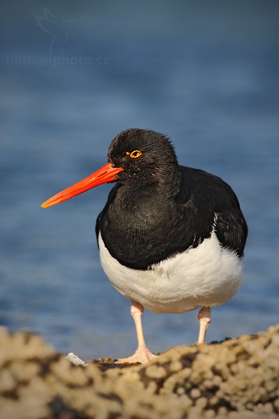 Ústřičník žlutooký (Haematopus leucopodus), Ústřičník žlutooký (Haematopus leucopodus), Magellanic oystercatcher, Autor: Ondřej Prosický | NaturePhoto.cz, Model: Canon EOS-1D Mark III, Objektiv: Canon EF 500mm f/4 L IS USM, Ohnisková vzdálenost (EQ35mm): 650 mm, stativ Gitzo, Clona: 9.0, Doba expozice: 1/800 s, ISO: 200, Kompenzace expozice: -1 1/3, Blesk: Ne, Vytvořeno: 25. ledna 2009 17:50:51, Carcass Island (Falklandské ostrovy) 