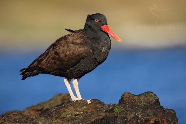 Ústřičník tmavý (Haematopus ater), Ústřičník tmavý (Haematopus ater), Blakish oystercatcher, Autor: Ondřej Prosický | NaturePhoto.cz, Model: Canon EOS-1D Mark III, Objektiv: Canon EF 500mm f/4 L IS USM, Ohnisková vzdálenost (EQ35mm): 650 mm, stativ Gitzo, Clona: 8.0, Doba expozice: 1/320 s, ISO: 100, Kompenzace expozice: -2/3, Blesk: Ne, Vytvořeno: 25. ledna 2009 18:51:42, Carcass Island (Falklandské ostrovy)