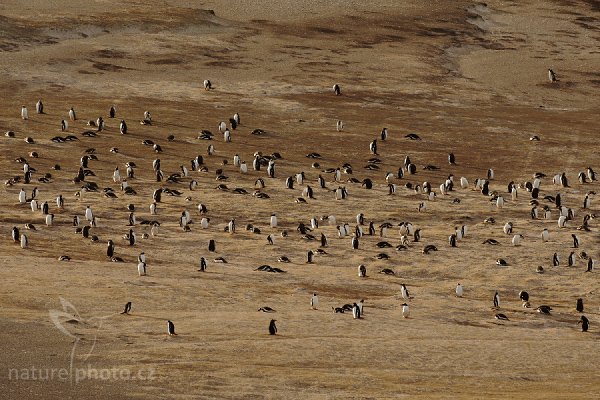 Tučňák oslí (Pygoscelis papua), Tučňák oslí (Pygoscelis papua), Gentoo penguin, Autor: Ondřej Prosický | NaturePhoto.cz, Model: Canon EOS-1D Mark III, Objektiv: Canon EF 500mm f/4 L IS USM, Ohnisková vzdálenost (EQ35mm): 650 mm, stativ Gitzo, Clona: 9.0, Doba expozice: 1/200 s, ISO: 200, Kompenzace expozice: 0, Blesk: Ne, Vytvořeno: 22. ledna 2009 19:41:26, Carcass Island (Falklandské ostrovy) 