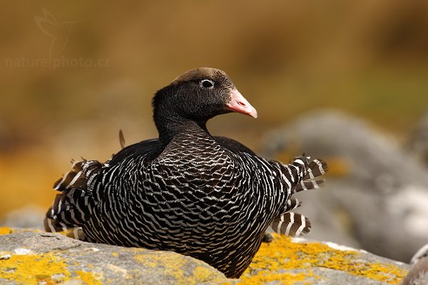 Husice pobřežní (Chloephaga hybrida), Husice pobřežní (Chloephaga hybrida), Kelp goose, Autor: Ondřej Prosický | NaturePhoto.cz, Model: Canon EOS-1D Mark III, Objektiv: Canon EF 500mm f/4 L IS USM, Ohnisková vzdálenost (EQ35mm): 650 mm, stativ Gitzo, Clona: 8.0, Doba expozice: 1/250 s, ISO: 50, Kompenzace expozice: -2/3, Blesk: Ne, Vytvořeno: 25. ledna 2009 14:41:09, Carcass Island (Falklandské ostrovy) 