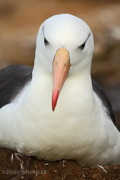 Albatros černobrvý (Thalassarche melanophris), Albatros černobrvý (Thalassarche melanophris), Black-browed albratross, Autor: Ondřej Prosický | NaturePhoto.cz, Model: Canon EOS-1D Mark III, Objektiv: Canon EF 500mm f/4 L IS USM, Ohnisková vzdálenost (EQ35mm): 650 mm, stativ Gitzo, Clona: 13, Doba expozice: 1/200 s, ISO: 320, Kompenzace expozice: +2/3, Blesk: Ano, Vytvořeno: 22. ledna 2009 18:39:20, Saunders Island (Falklandské ostrovy) 