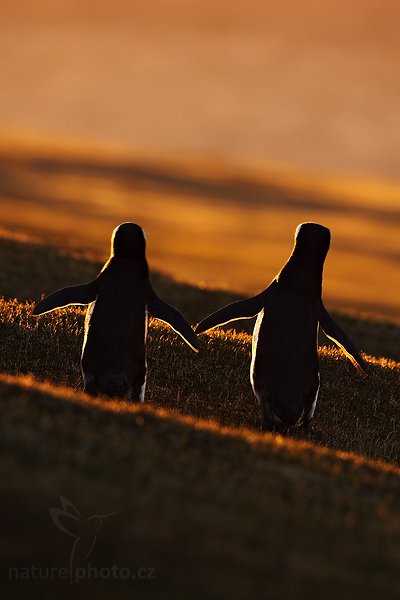 Tučňák magellanský (Spheniscus magellanicus), Tučňák magellanský (Spheniscus magellanicus), Magellanic penguin, Autor: Ondřej Prosický | NaturePhoto.cz, Model: Canon EOS 5D Mark II, Objektiv: Canon EF 500mm f/4 L IS USM, stativ Gitzo, Clona: 6.3, Doba expozice: 1/60 s, ISO: 200, Kompenzace expozice: -1 1/3, Blesk: Ne, Vytvořeno: 22. ledna 2009 20:45:21, Carcass Island (Falklandské ostrovy) 