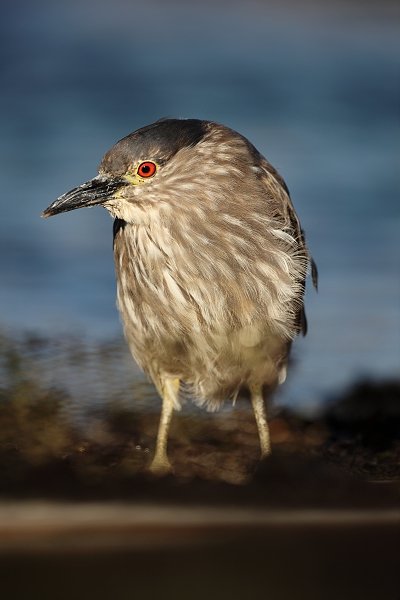 Kvakoš noční (Nycticorax nycticorax), Kvakoš noční (Nycticorax nycticorax), Night heron