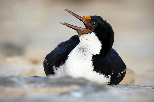 Kormorán císařský  (Phalacrocorax atriceps), Kormorán císařský (Phalacrocorax atriceps), Imperial Shag, Autor: Ondřej Prosický | NaturePhoto.cz, Model: Canon EOS-1D Mark III, Objektiv: Canon EF 500mm f/4 L IS USM, Ohnisková vzdálenost (EQ35mm): 650 mm, stativ Gitzo, Clona: 8.0, Doba expozice: 1/400 s, ISO: 100, Kompenzace expozice: 0, Blesk: Ne, Vytvořeno: 18. ledna 2009 18:29:00, Volunteer Point (Falklandské ostrovy) 