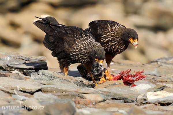 Čimango falklandský (Phalcoboenus australis), Čimango falklandský (Phalcoboenus australis), Strieted caracara, Autor: Ondřej Prosický | NaturePhoto.cz, Model: Canon EOS-1D Mark III, Objektiv: Canon EF 500mm f/4 L IS USM, Ohnisková vzdálenost (EQ35mm): 650 mm, stativ Gitzo, Clona: 10, Doba expozice: 1/800 s, ISO: 400, Kompenzace expozice: -1/3, Blesk: Ne, Vytvořeno: 18. ledna 2009 16:58:26, Sea Lion Island (Falklandské ostrovy) 