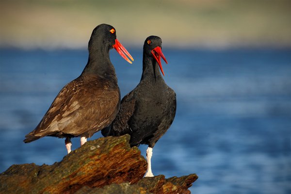 Ústřičník tmavý (Haematopus ater), Ústřičník tmavý (Haematopus ater), Blakish oystercatcher, Autor: Ondřej Prosický | NaturePhoto.cz, Model: Canon EOS-1D Mark III, Objektiv: Canon EF 500mm f/4 L IS USM, Ohnisková vzdálenost (EQ35mm): 650 mm, stativ Gitzo, Clona: 10, Doba expozice: 1/200 s, ISO: 100, Kompenzace expozice: -2/3, Blesk: Ne, Vytvořeno: 25. ledna 2009 18:54:17, Carcass Island (Falklandské ostrovy) 