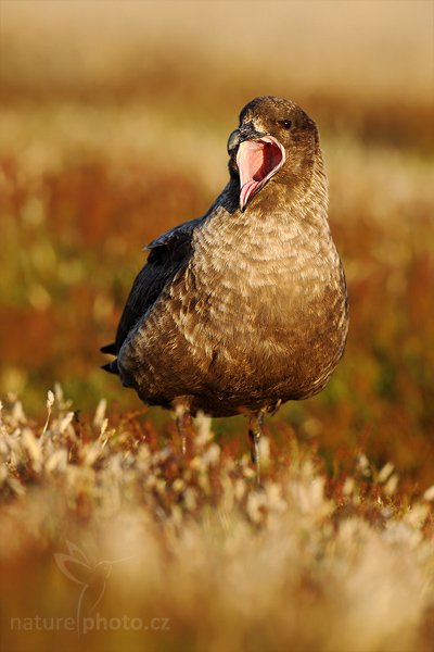 Chaluha jižní (Catharacta antarctica, Stercorarius antarcticus), Chaluha jižní (Catharacta antarctica), Brown skua, Autor: Ondřej Prosický | NaturePhoto.cz, Model: Canon EOS-1D Mark III, Objektiv: Canon EF 500mm f/4 L IS USM, Ohnisková vzdálenost (EQ35mm): 650 mm, stativ Gitzo, Clona: 6.3, Doba expozice: 1/400 s, ISO: 200, Kompenzace expozice: -1/3, Blesk: Ne, Vytvořeno: 17. ledna 2009 20:16:20, Volunteer Point (Falklandské ostrovy) 