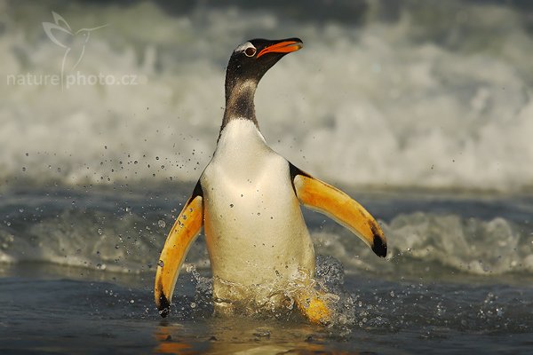 Tučňák oslí (Pygoscelis papua), Tučňák oslí (Pygoscelis papua), Gentoo penguin, Autor: Ondřej Prosický | NaturePhoto.cz, Model: Canon EOS-1D Mark III, Objektiv: Canon EF 500mm f/4 L IS USM, Ohnisková vzdálenost (EQ35mm): 910 mm, stativ Gitzo, Clona: 9.0, Doba expozice: 1/2500 s, ISO: 250, Kompenzace expozice: -2/3, Blesk: Ne, Vytvořeno: 12. ledna 2009 23:45:52, Volunteer Point (Falklandské ostrovy) 