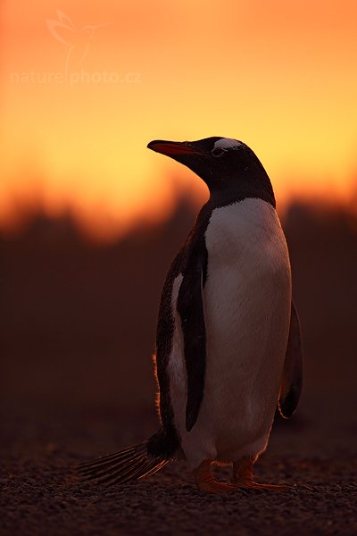 Tučňák oslí (Pygoscelis papua), Tučňák oslí (Pygoscelis papua), Gentoo penguin, Autor: Ondřej Prosický | NaturePhoto.cz, Model: Canon EOS 5D Mark II, Objektiv: Canon EF 500mm f/4 L IS USM, stativ Gitzo, Clona: 4.5, Doba expozice: 1/250 s, ISO: 640, Kompenzace expozice: -1 1/3, Blesk: Ne, Vytvořeno: 22. ledna 2009 21:03:45, Volunteer Point (Falklandské ostrovy)