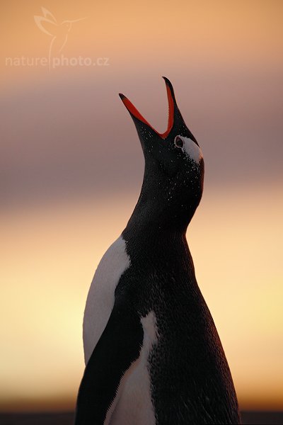 Tučňák oslí (Pygoscelis papua), Tučňák oslí (Pygoscelis papua), Gentoo penguin, Autor: Ondřej Prosický | NaturePhoto.cz, Model: Canon EOS 5D Mark II, Objektiv: Canon EF 500mm f/4 L IS USM, stativ Gitzo, Clona: 5.6, Doba expozice: 1/250 s, ISO: 640, Kompenzace expozice: -1, Blesk: Ne, Vytvořeno: 22. ledna 2009 20:59:13, Volunteer Point (Falklandské ostrovy) 