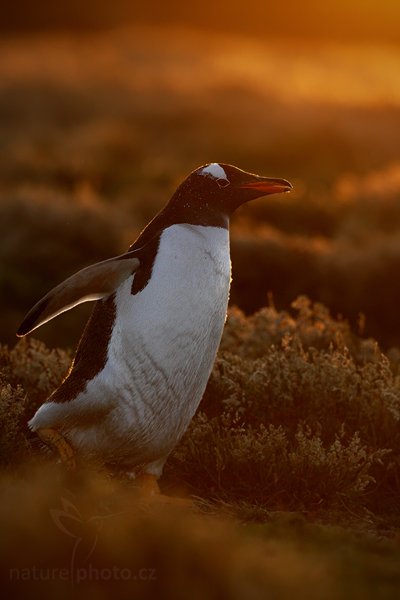 Tučňák oslí (Pygoscelis papua), Tučňák oslí (Pygoscelis papua), Gentoo penguin, Autor: Ondřej Prosický | NaturePhoto.cz, Model: Canon EOS-1D Mark III, Objektiv: Canon EF 500mm f/4 L IS USM, Ohnisková vzdálenost (EQ35mm): 650 mm, stativ Gitzo, Clona: 6.3, Doba expozice: 1/1000 s, ISO: 800, Kompenzace expozice: -1 2/3, Blesk: Ne, Vytvořeno: 17. ledna 2009 20:53:43, Volunteer Point (Falklandské ostrovy) 