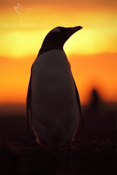 Tučňák oslí (Pygoscelis papua), Tučňák oslí (Pygoscelis papua), Gentoo penguin, Autor: Ondřej Prosický | NaturePhoto.cz, Model: Canon EOS 5D Mark II, Objektiv: Canon EF 500mm f/4 L IS USM, stativ Gitzo, Clona: 4.5, Doba expozice: 1/800 s, ISO: 640, Kompenzace expozice: -2/3, Blesk: Ne, Vytvořeno: 22. ledna 2009 21:04:21, Volunteer Point (Falklandské ostrovy) 