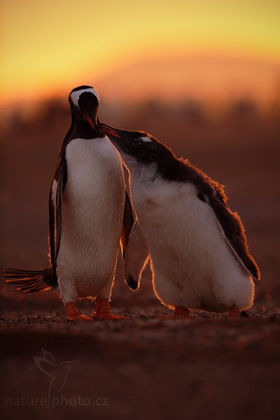 Tučňák oslí (Pygoscelis papua), Tučňák oslí (Pygoscelis papua), Gentoo penguin, Autor: Ondřej Prosický | NaturePhoto.cz, Model: Canon EOS 5D Mark II, Objektiv: Canon EF 500mm f/4 L IS USM, stativ Gitzo, Clona: 4.5, Doba expozice: 1/160 s, ISO: 640, Kompenzace expozice: -1, Blesk: Ne, Vytvořeno: 22. ledna 2009 21:01:29, Volunteer Point (Falklandské ostrovy) 