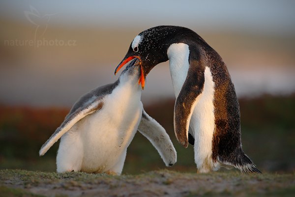 Tučňák oslí (Pygoscelis papua), Tučňák oslí (Pygoscelis papua), Gentoo penguin, Autor: Ondřej Prosický | NaturePhoto.cz, Model: Canon EOS-1D Mark III, Objektiv: Canon EF 500mm f/4 L IS USM, Ohnisková vzdálenost (EQ35mm): 650 mm, stativ Gitzo, Clona: 5.6, Doba expozice: 1/640 s, ISO: 800, Kompenzace expozice: -1, Blesk: Ne, Vytvořeno: 17. ledna 2009 20:46:46, Volunteer Point (Falklandské ostrovy) 