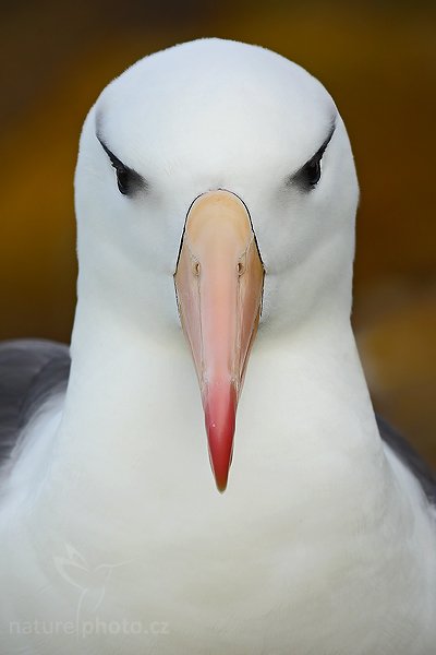 Albatros černobrvý (Thalassarche melanophris), Albatros černobrvý (Thalassarche melanophris), Black-browed albratross, Autor: Ondřej Prosický | NaturePhoto.cz, Model: Canon EOS-1D Mark III, Objektiv: Canon EF 500mm f/4 L IS USM, Ohnisková vzdálenost (EQ35mm): 650 mm, stativ Gitzo, Clona: 13, Doba expozice: 1/200 s, ISO: 320, Kompenzace expozice: +2/3, Blesk: Ano, Vytvořeno: 22. ledna 2009 18:40:58, Sauders Island (Falklandské ostrovy) 