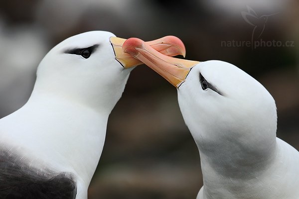 Albatros černobrvý (Thalassarche melanophris), Albatros černobrvý (Thalassarche melanophris), Black-browed albratross, Autor: Ondřej Prosický | NaturePhoto.cz, Model: Canon EOS 5D Mark II, Objektiv: Canon EF 500mm f/4 L IS USM, stativ Gitzo, Clona: 6.3, Doba expozice: 1/400 s, ISO: 400, Kompenzace expozice: -2/3, Blesk: Ne, Vytvořeno: 21. ledna 2009 19:20:02, Volunteer Point (Falklandské ostrovy) 