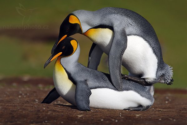 Tučňák patagonský (Aptenodytes patagonicus), Tučňák patagonský (Aptenodytes patagonicus), King penguin, Autor: Ondřej Prosický | NaturePhoto.cz, Model: Canon EOS-1D Mark III, Objektiv: Canon EF 500mm f/4 L IS USM, Ohnisková vzdálenost (EQ35mm): 650 mm, stativ Gitzo, Clona: 8.0, Doba expozice: 1/640 s, ISO: 100, Kompenzace expozice: -2/3, Blesk: Ne, Vytvořeno: 12. ledna 2009 22:24:39, Volunteer Point (Falklandské ostrovy) 