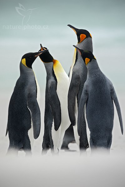 Tučňák patagonský (Aptenodytes patagonicus), Tučňák patagonský (Aptenodytes patagonicus), King penguin, Autor: Ondřej Prosický | NaturePhoto.cz, Model: Canon EOS-1D Mark III, Objektiv: Canon EF 500mm f/4 L IS USM, Ohnisková vzdálenost (EQ35mm): 650 mm, stativ Gitzo, Clona: 6.3, Doba expozice: 1/160 s, ISO: 100, Kompenzace expozice: +2/3, Blesk: Ne, Vytvořeno: 13. ledna 2009 17:19:35, Volunteer Point (Falklandské ostrovy) 