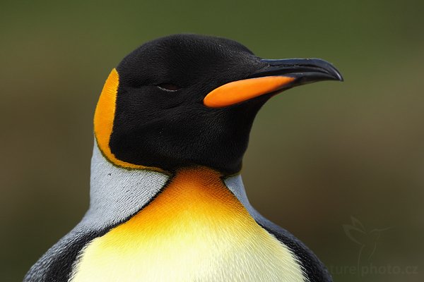 Tučňák patagonský (Aptenodytes patagonicus), Tučňák patagonský (Aptenodytes patagonicus), King penguin, Autor: Ondřej Prosický | NaturePhoto.cz, Model: Canon EOS 5D Mark II, Objektiv: Canon EF 500mm f/4 L IS USM, stativ Gitzo, Clona: 9.0, Doba expozice: 1/400 s, ISO: 200, Kompenzace expozice: -1 1/3, Blesk: Ne, Vytvořeno: 14. ledna 2009 15:25:23, Volunteer Point (Falklandské ostrovy) 