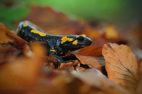 Mlok skvrnitý (Salamandra salamandra), Mlok skvrnitý (Salamandra salamandra),  Fire Salamander, Autor: Ondřej Prosický | NaturePhoto.cz, Model: Canon EOS 5D Mark II, Objektiv: Canon EF 100 f/2.8 Macro USM, fotografováno z ruky, Clona: 3.5, Doba expozice: 1/60 s, ISO: 2000, Kompenzace expozice: -1/3, Blesk: Ano (externí Canon 580 EX II, na kabelu + Stofen rozptylka), Vytvořeno: 23. května 2009 7:40:00, v lese (Slovensko) 